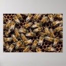 Search for bee hives posters Insects