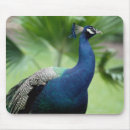 Search for rock mouse mats Colour image