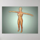 Search for veines posters Artery