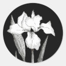 Search for iris stickers Decorative