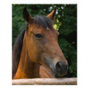 Search for equine image art Stallion