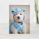 Search for shark photo cards Animal