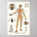Search for human heart posters Anatomy