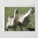 Search for honk postcards Geese