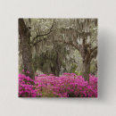 Search for savannah badges North america