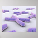 Search for chromosome posters Development