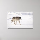 Search for wolf canvas prints Wildlife