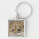 Search for lion cubs key rings Outdoors