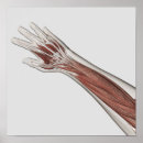 Search for arm muscle posters Detail