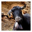 Search for funny goat posters Nature