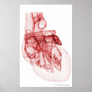 Search for parts of the heart posters Front