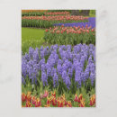 Search for blue hyacinth postcards Europe
