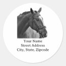 Search for ride a cowboy stickers Equestrian