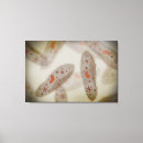 Search for eukaryotic posters Biology