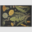 Search for dandilion Floral