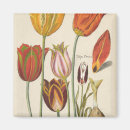 Search for spring bulbs magnets Tulip