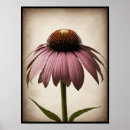 Search for echinacea posters Nature