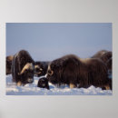 Search for muskox posters Fauna