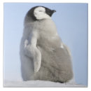 Search for baby penguin tiles Animals