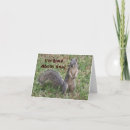 Search for squirrel nuts card cards Photograph
