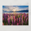 Search for parkland postcards Flower