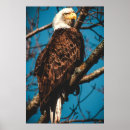 Search for talon posters Hawk