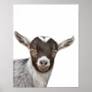 Search for goat posters Farmhouse