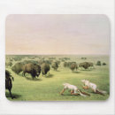 Search for indian buffalo mouse mats Catlin