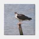 Search for raptor magnets Osprey