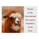 Search for alpaca posters Llama