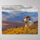 Search for ovis posters Herbivore