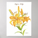 Search for tiger lily Flower