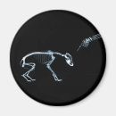 Search for x ray magnets Bones