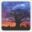 Search for baobab stickers Africa