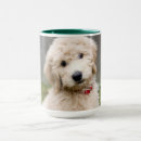 Search for goldendoodle puppy mugs Cute