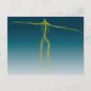 Search for nervous system postcards Medical