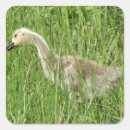 Search for gosling stickers Goose
