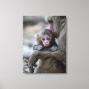 Search for monkey canvas prints Young animal