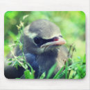Search for cedar mouse mats Wildlife
