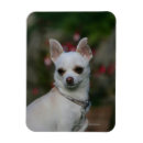 Search for bob magnets White