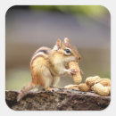 Search for chipmunks stickers Nature
