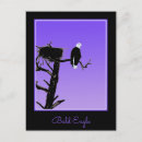 Search for bald eagle postcards Portrait