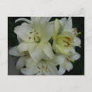 Search for lilly postcards Floral