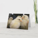 Search for peeping cards Cute
