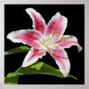 Search for stargazer posters Garden