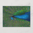 Search for blue peacock bird postcards Peahen