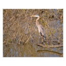Search for snake art Bird