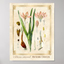 Search for crocus art Botanical
