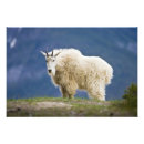 Search for alberta wildlife posters Full length