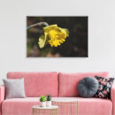 Search for daffodil canvas prints Photography